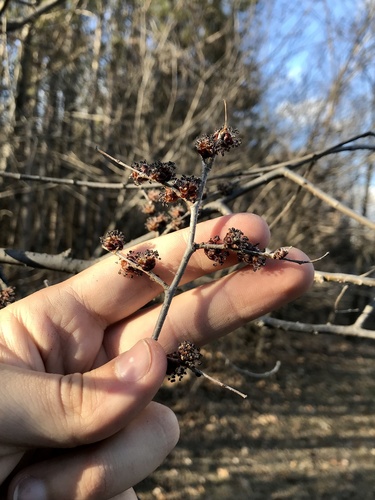 Siberian elm (Ulmus pumila)