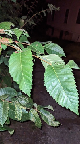 Siberian elm (Ulmus pumila)