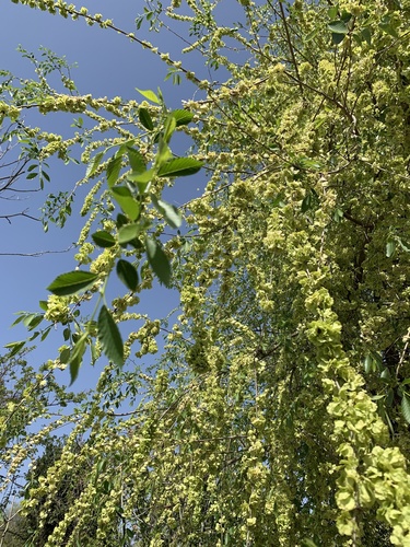 Siberian elm (Ulmus pumila)