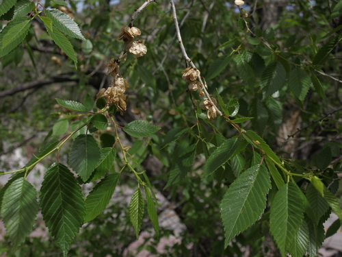 Siberian elm (Ulmus pumila)
