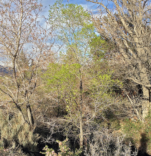 Siberian elm (Ulmus pumila)