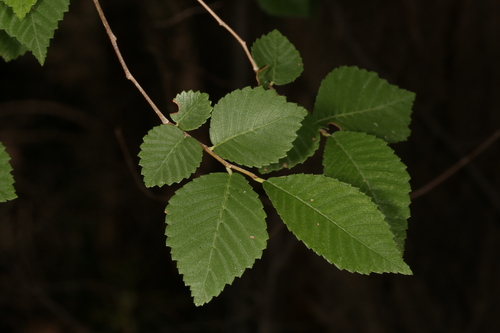Siberian elm (Ulmus pumila)