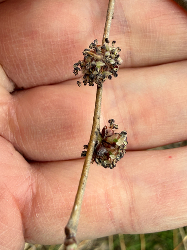 Siberian elm (Ulmus pumila)