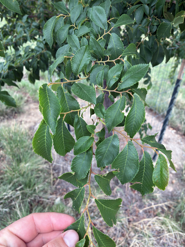 Siberian elm (Ulmus pumila)