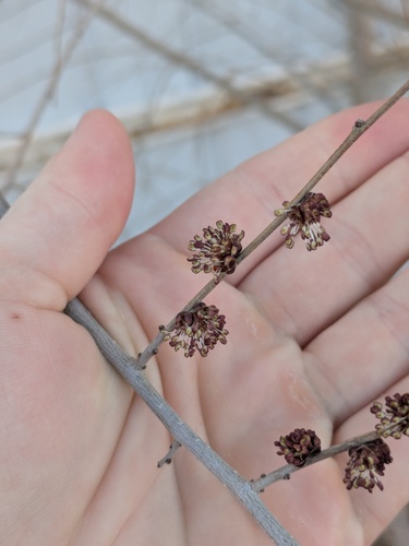 Siberian elm (Ulmus pumila)