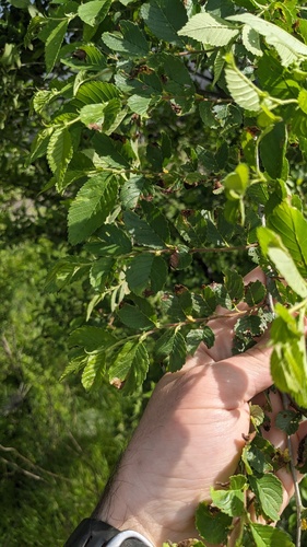 Siberian elm (Ulmus pumila)