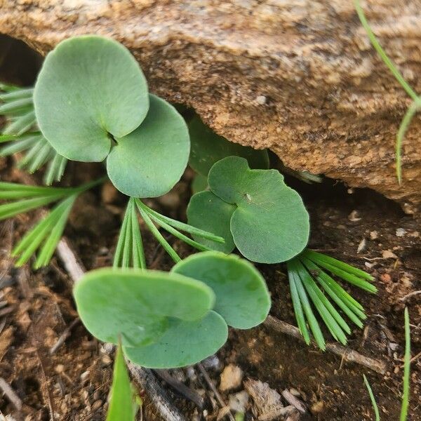 Umbilicus botryoides (Umbilicus botryoides)