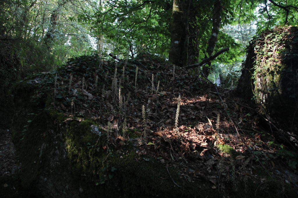 Umbilicus heylandianus (Umbilicus heylandianus)