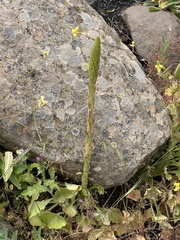 Umbilicus heylandianus (Umbilicus heylandianus)
