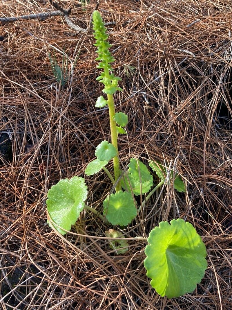 Umbilicus heylandianus (Umbilicus heylandianus)