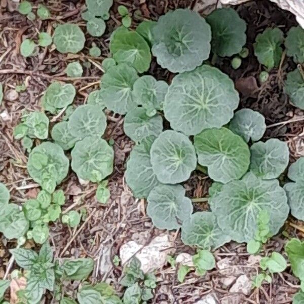 Horizontal navelwort (Umbilicus horizontalis)