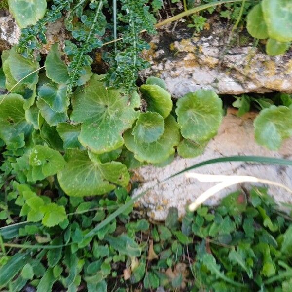 Horizontal navelwort (Umbilicus horizontalis)