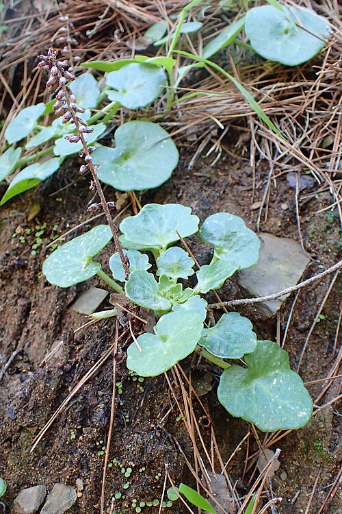 Horizontal navelwort: Umbilicus horizontalis in Amizmiz