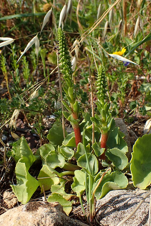 Horizontal navelwort: Umbilicus horizontalis in Kavo Gkreko, Cyprus