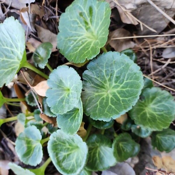 Horizontal navelwort (Umbilicus horizontalis)