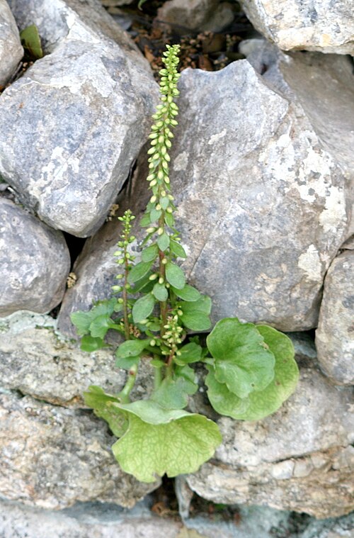 Horizontal navelwort: Umbilicus_horizontalis