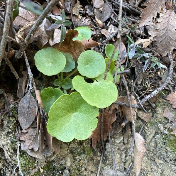 Horizontal navelwort (Umbilicus horizontalis)