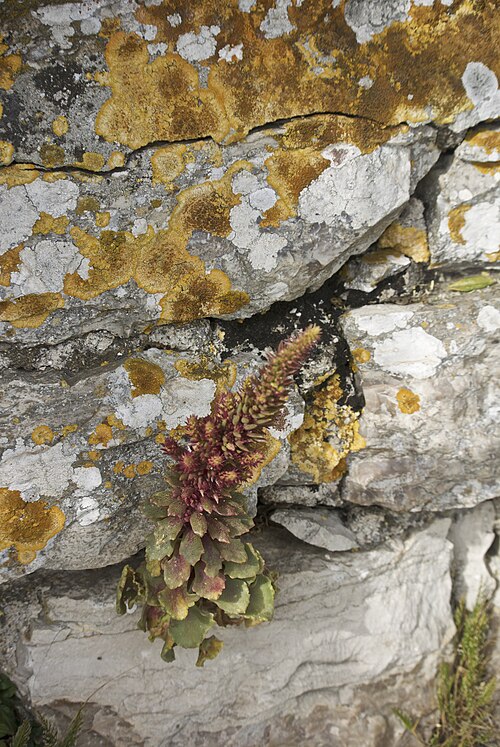 Horizontal navelwort: Erice