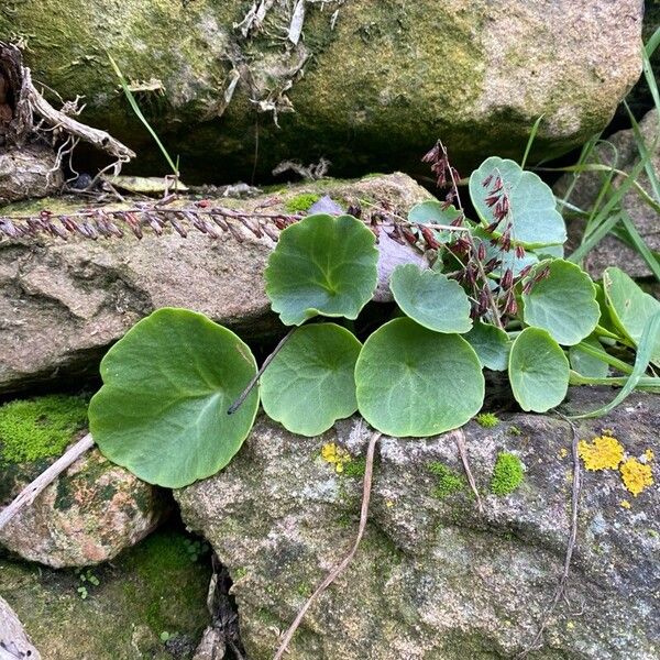 Horizontal navelwort (Umbilicus horizontalis)