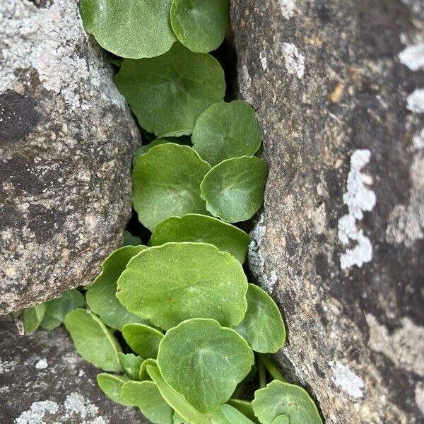 Horizontal navelwort (Umbilicus horizontalis)