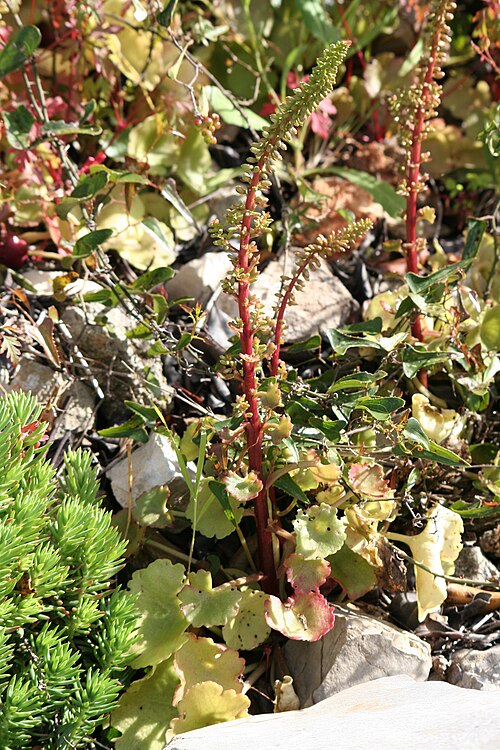 Horizontal navelwort: Umbilicus_horizontalis