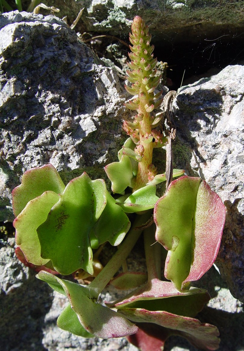 Horizontal navelwort (Umbilicus horizontalis)