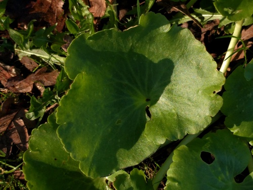 Umbilicus luteus (Umbilicus luteus)