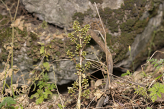Umbilicus parviflorus (Umbilicus parviflorus)