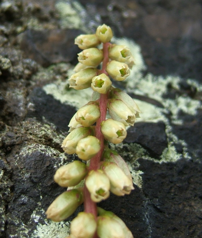 Navelwort: Detail of Umbilicus rupestris on an outcrop near Stirling, Scotland
