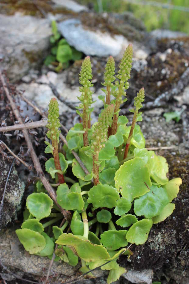 Navelwort: Nombrlls de vénus - Umbilicus rupestris