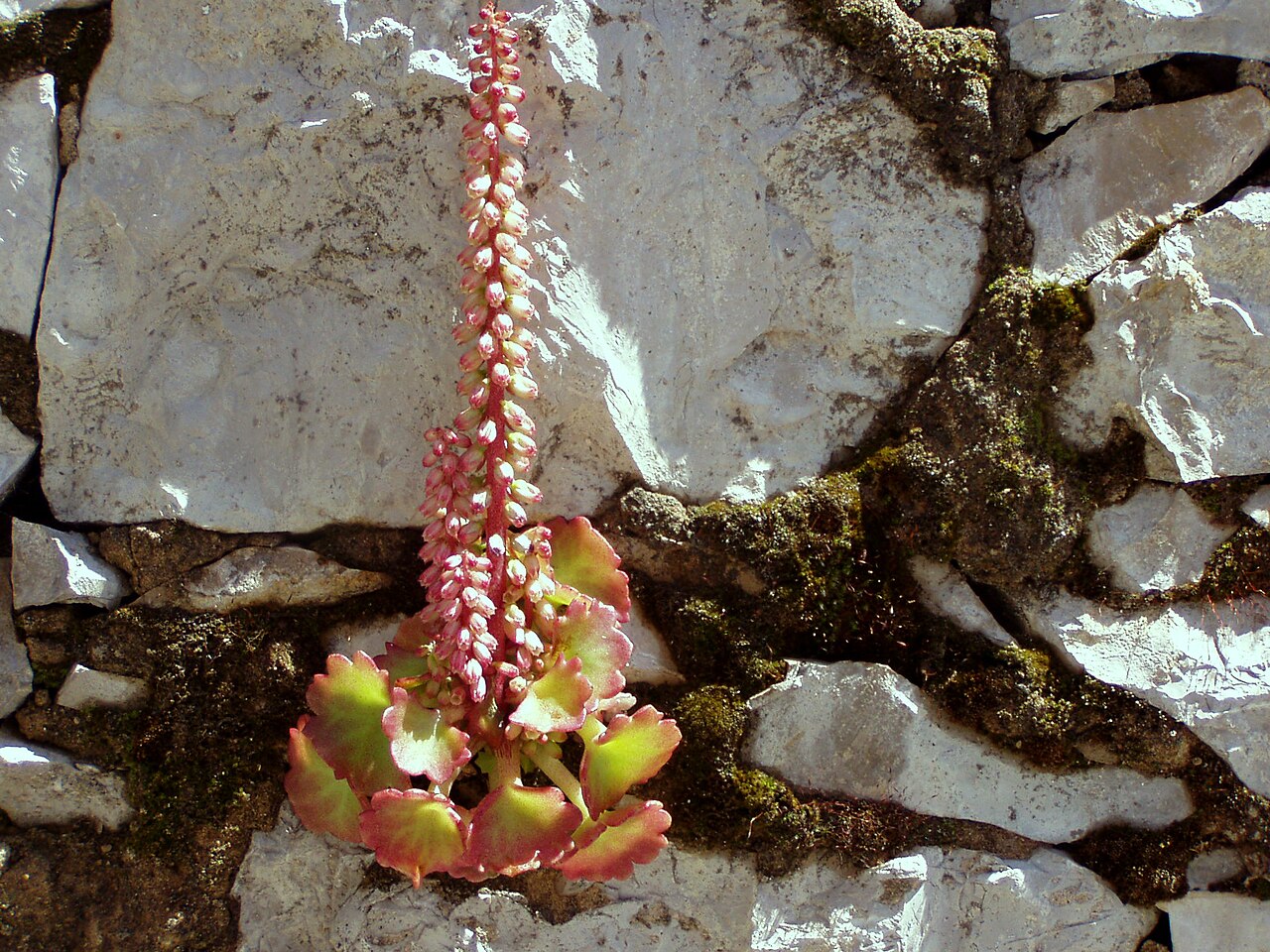 Navelwort: Navelwort. The plant turns red in the sun. Nazaré, Portugal.
