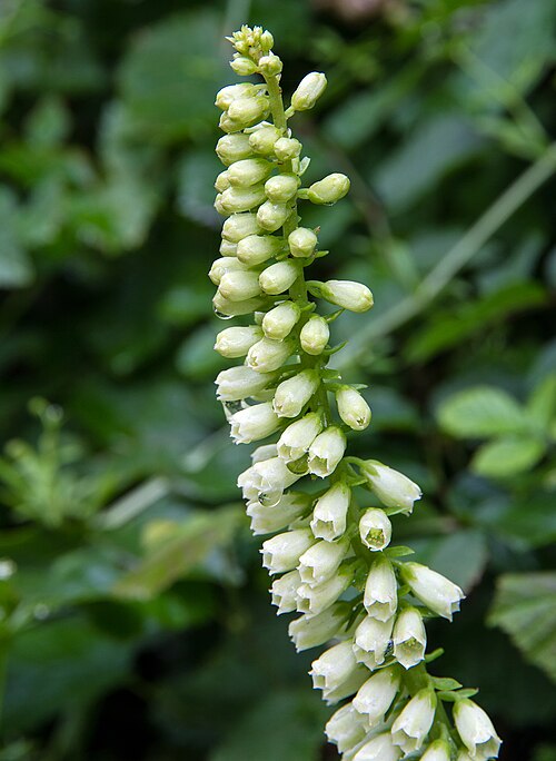 Navelwort: Navelwort (Umbilicus rupestris)