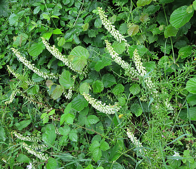 Navelwort: Navelwort (Umbilicus rupestris)