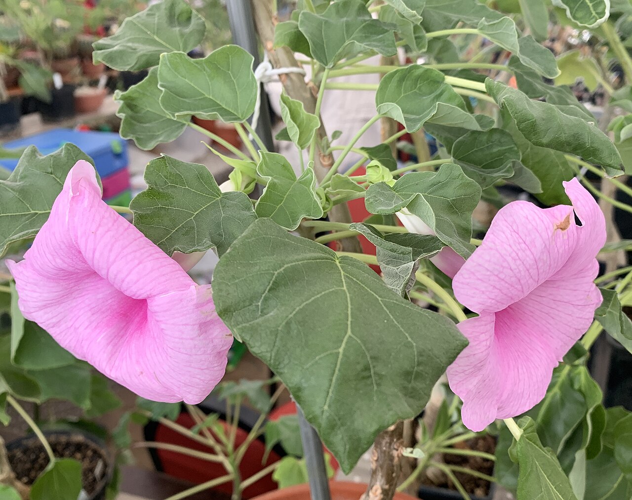 Uncarina abbreviata: Uncarina abbreviata in Kultur