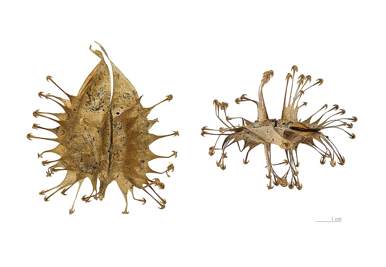 Uncarina ankaranensis: Capsule of Uncarina ankaranensis . These capsules spiky, which carry at their ends a harpoon 4 hooks, which facilitates dispersal by clinging to animal fur. Thi