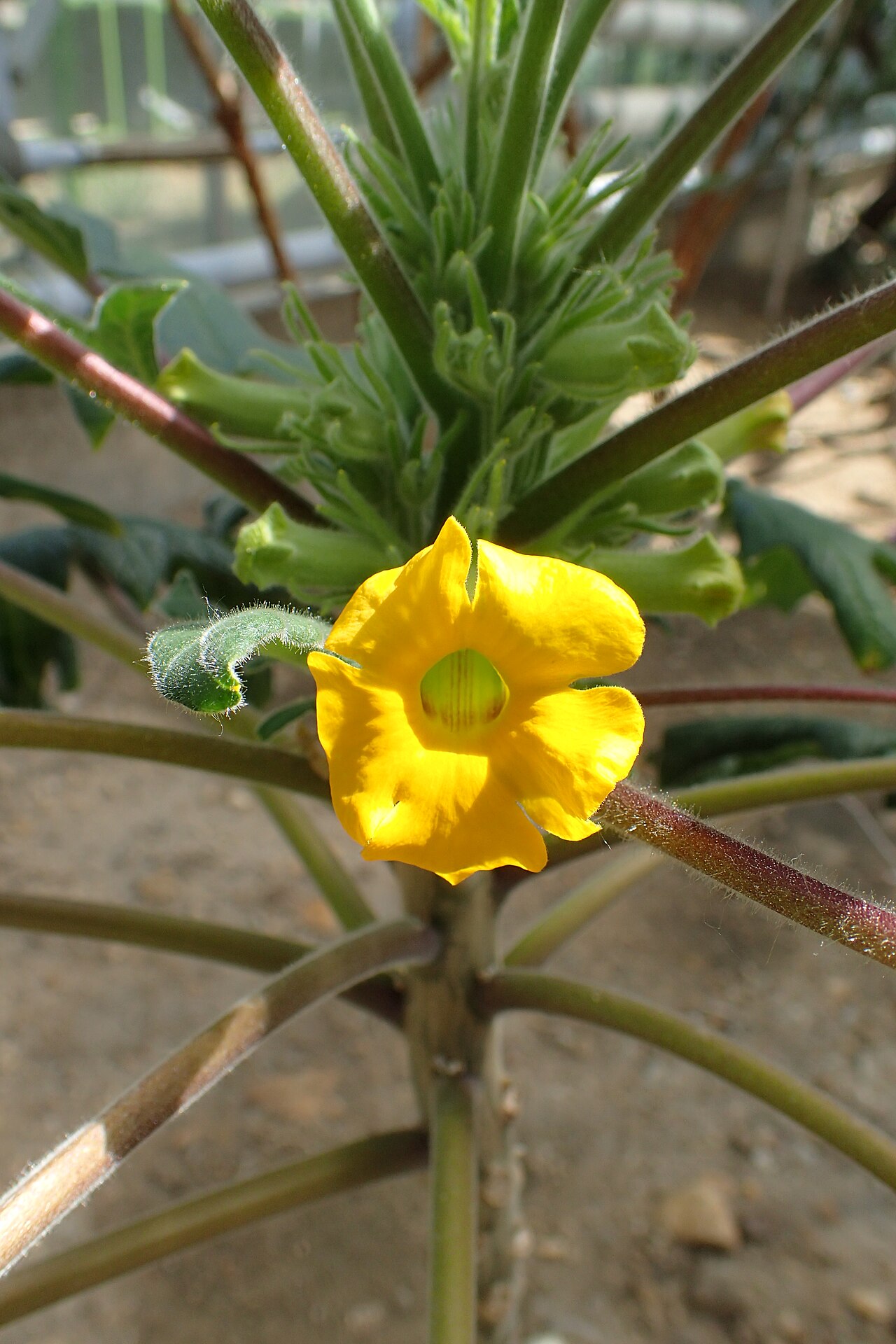 Uncarina decaryi: Uncarina decaryi in Botanical Garden of the University of Debrecen