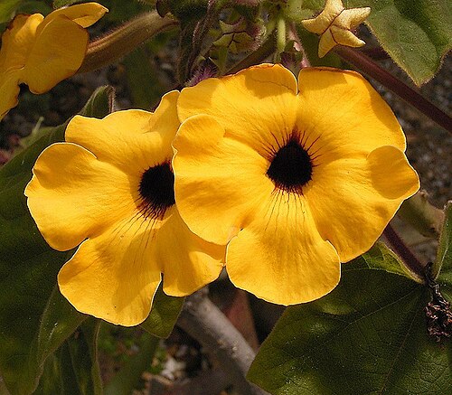 Uncarina decaryi: Uncarina decaryi