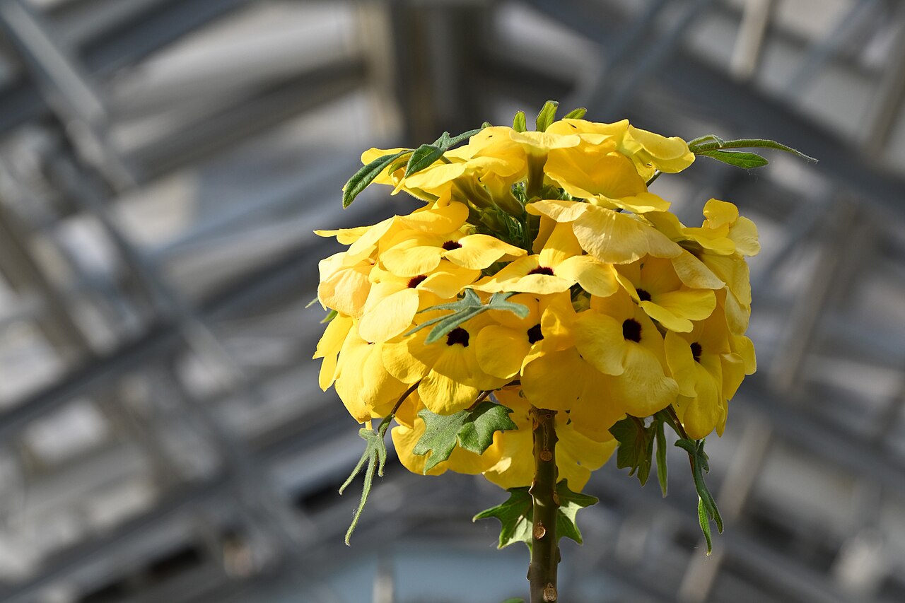 Uncarina decaryi: Uncarina decaryi cultivated in a greenhose at the Wrocław University Botanical Garden, Wrocław, Poland.