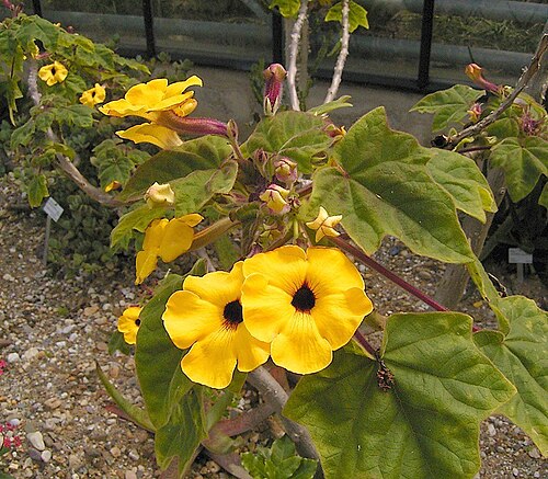 Uncarina decaryi: Uncarina decaryi