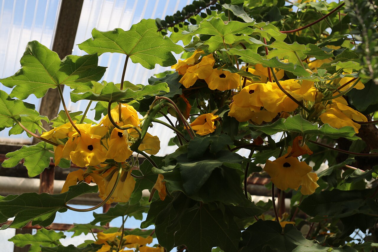 Uncarina decaryi: Uncarina decaryi im Botanischen Garten Dresden