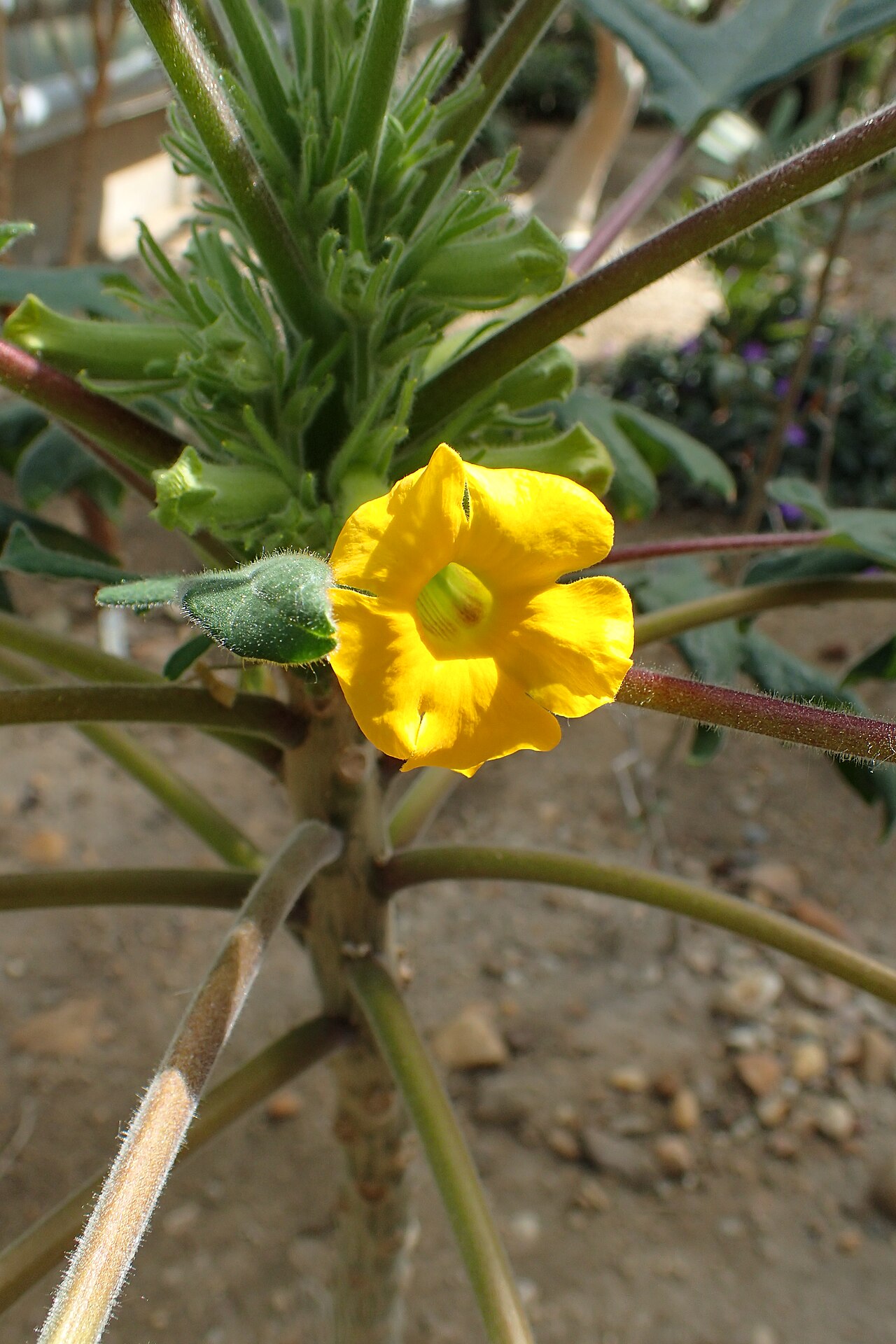 Uncarina decaryi: Uncarina decaryi in Botanical Garden of the University of Debrecen