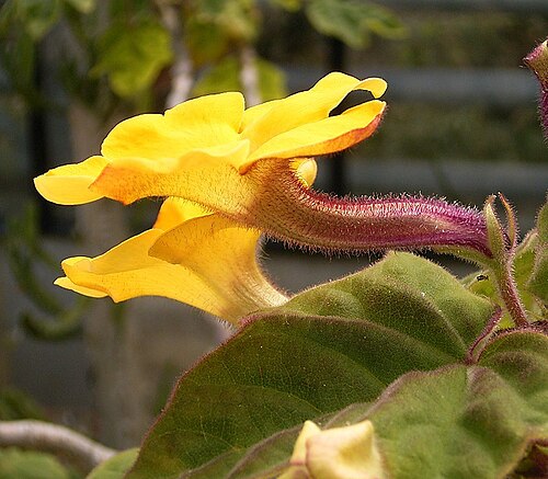 Uncarina decaryi: Uncarina decaryi