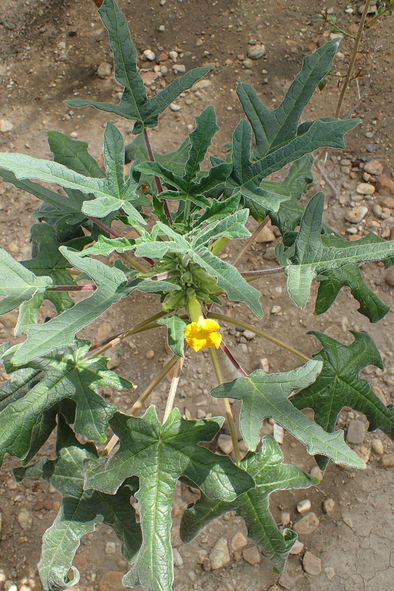 Uncarina decaryi: Uncarina decaryi in Botanical Garden of the University of Debrecen