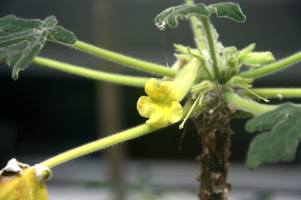 Mouse trap tree: This photograph was taken on 15th December during an event in Fata Morgana Greenhouse, supported by Czech ' Mediagrant '.