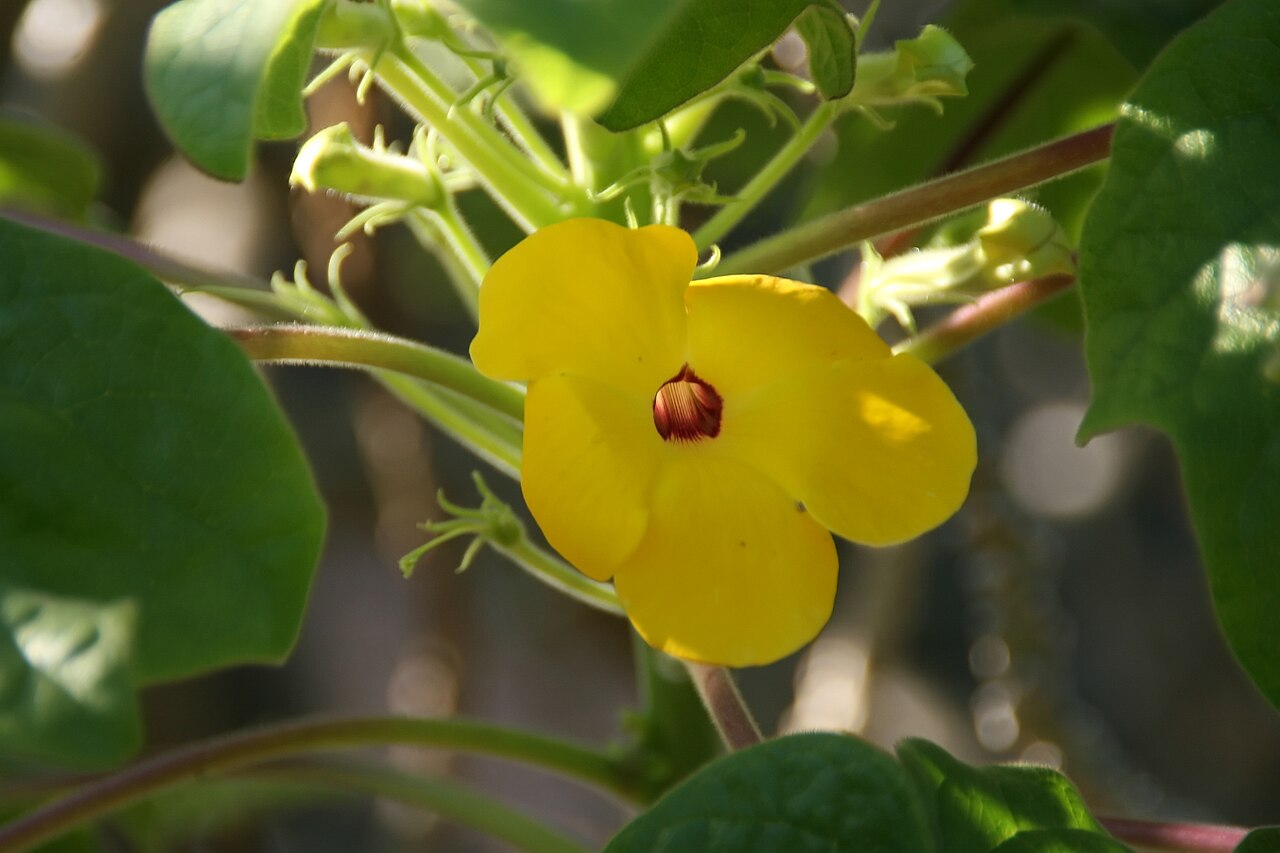 Mouse trap tree: Location taken: Fairchild Tropical Botanic Garden, Miami, FL USA. Names: Uncarina grandidieri (Baill.) Stapf, Mouse Trap Tree, Succulent Sesam Classification: P