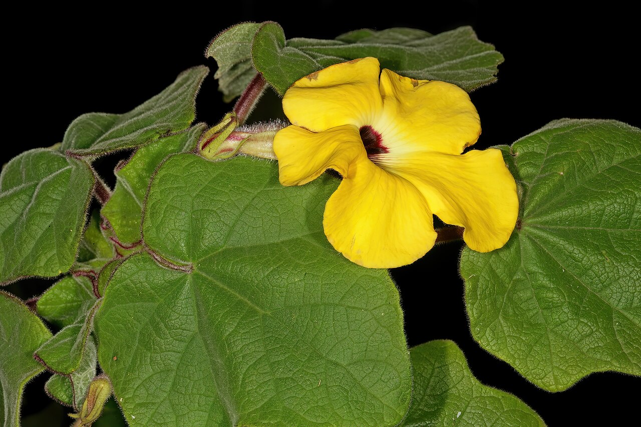 Mouse trap tree: Uncarina grandidieri , flower; Pretoria National Botanical Garden, Pretoria, Gauteng, South Africa