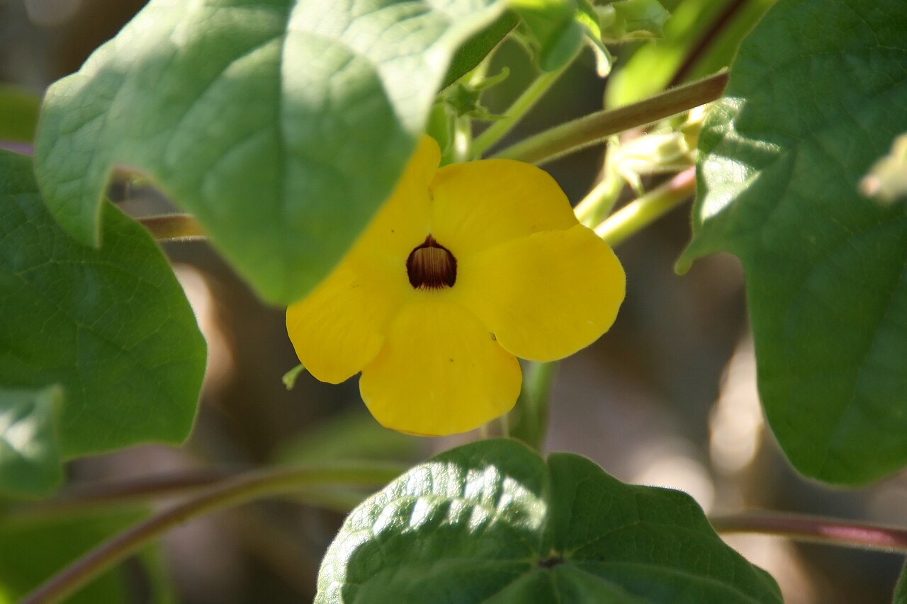 Mouse trap tree: Location taken: Fairchild Tropical Botanic Garden, Miami, FL USA. Names: Uncarina grandidieri (Baill.) Stapf, Mouse Trap Tree, Succulent Sesam Classification: P