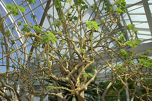 Mouse trap tree: Location taken: the New York Botanical Garden. Names: Uncarina grandidieri (Baill.) Stapf, Mouse Trap Tree, Succulent Sesam Classification: Plantae > Magnolioph