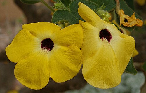 Mouse trap tree: Uncarina_grandidieri