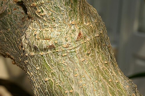 Mouse trap tree: Location taken: the New York Botanical Garden. Names: Uncarina grandidieri (Baill.) Stapf, Mouse Trap Tree, Succulent Sesam Classification: Plantae > Magnolioph